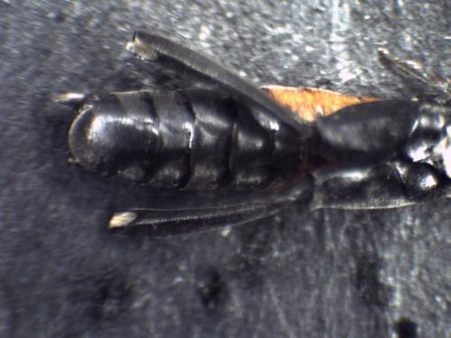 Macrophya annulata